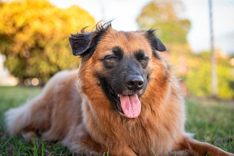 15 Dog Breeds That Rarely Get Adopted and Too Often End Up Growing Old in Shelters 14 Large Breed Mixes