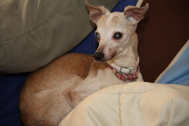 12 Dog Types That Can’t Stand Being Left Alone (And Show It Dramatically) 7 Italian Greyhound