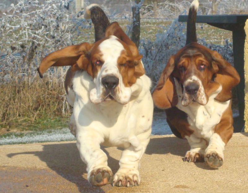 These 12 breeds look the part but may fail when guarding actually matters 9 Basset Hound