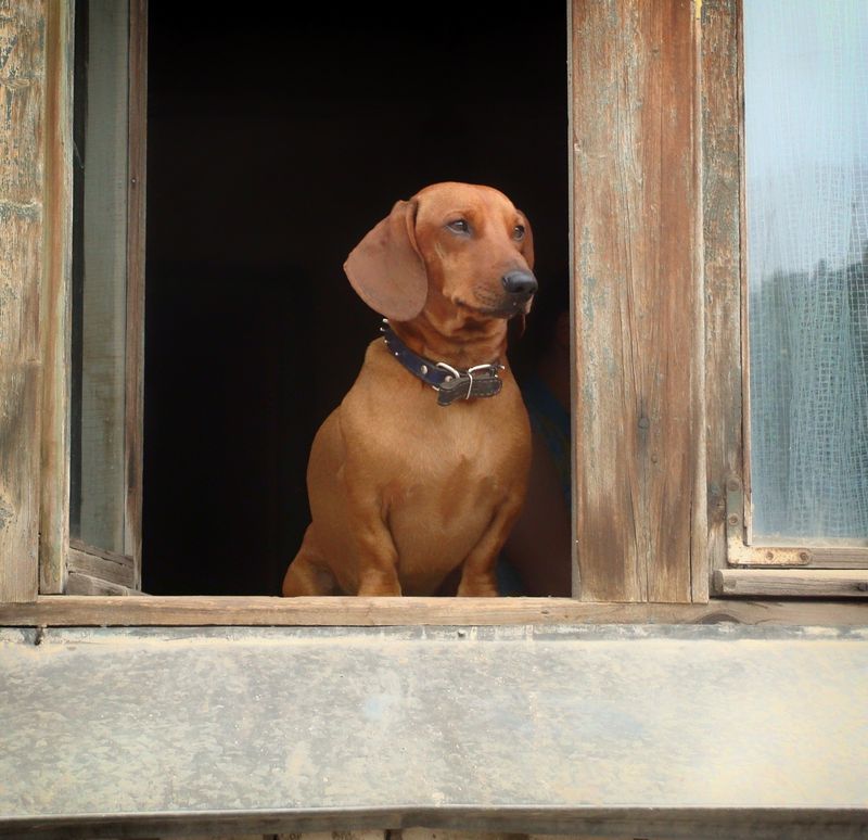 These 11 dogs are emotionally sensitive and may need extra reassurance 5 Vizsla