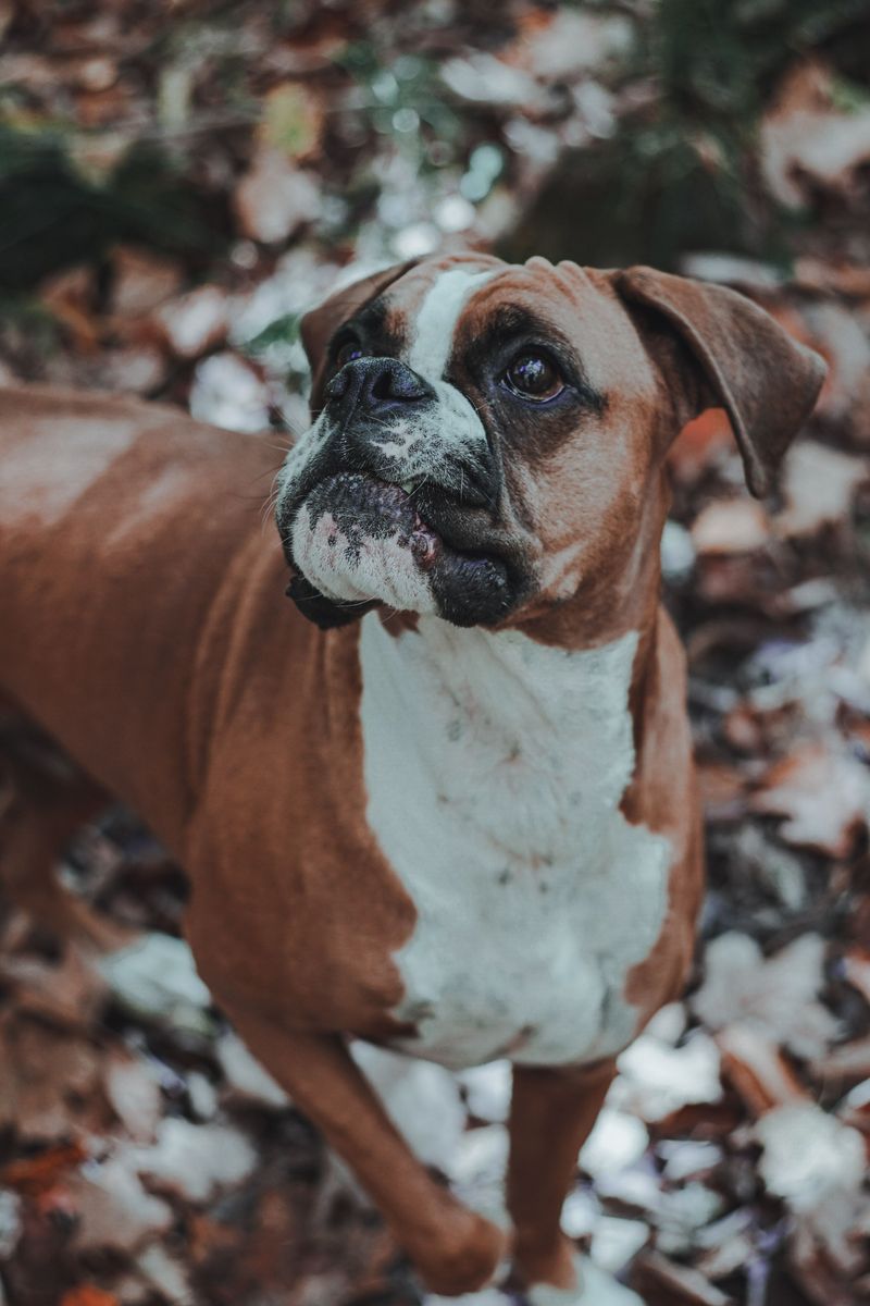 Think younger owners only want trendy little dogs? These breeds challenge that stereotype 6 Boxer