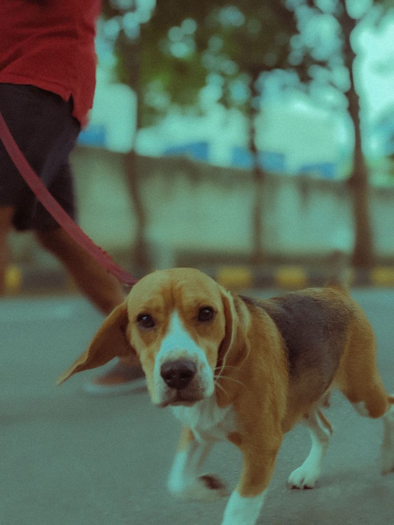 Beagle