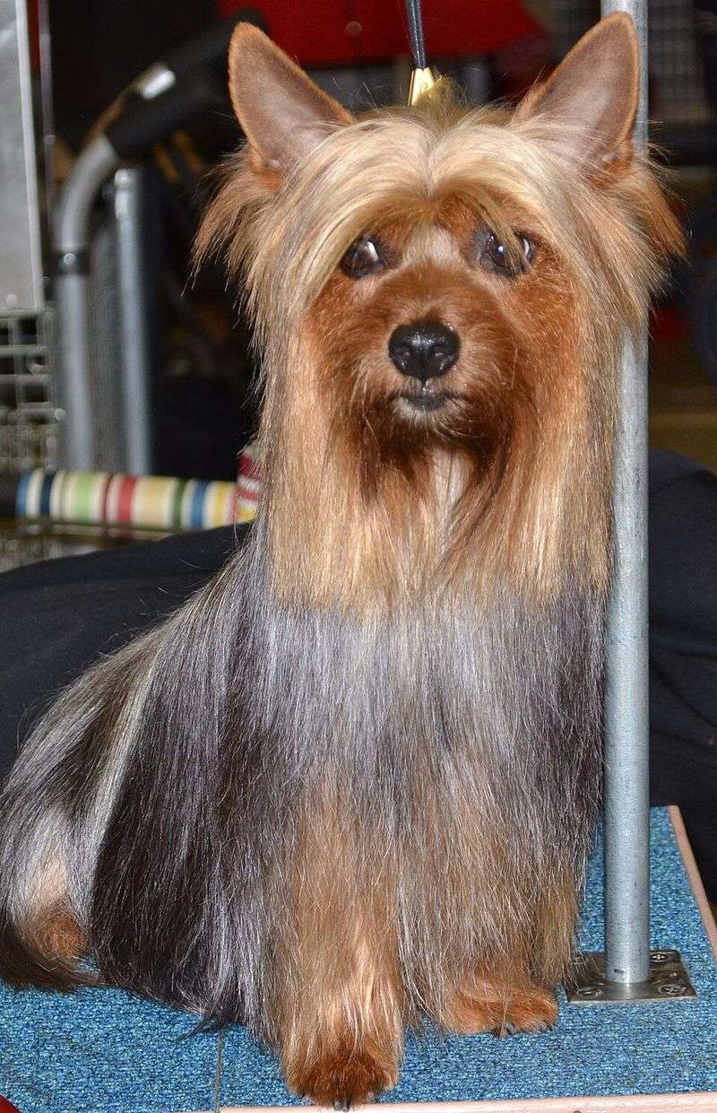 These 10 attention-hungry dogs never stop asking for affection 10 Silky Terrier