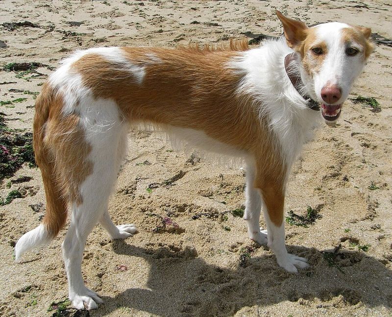 Ibizan Hound