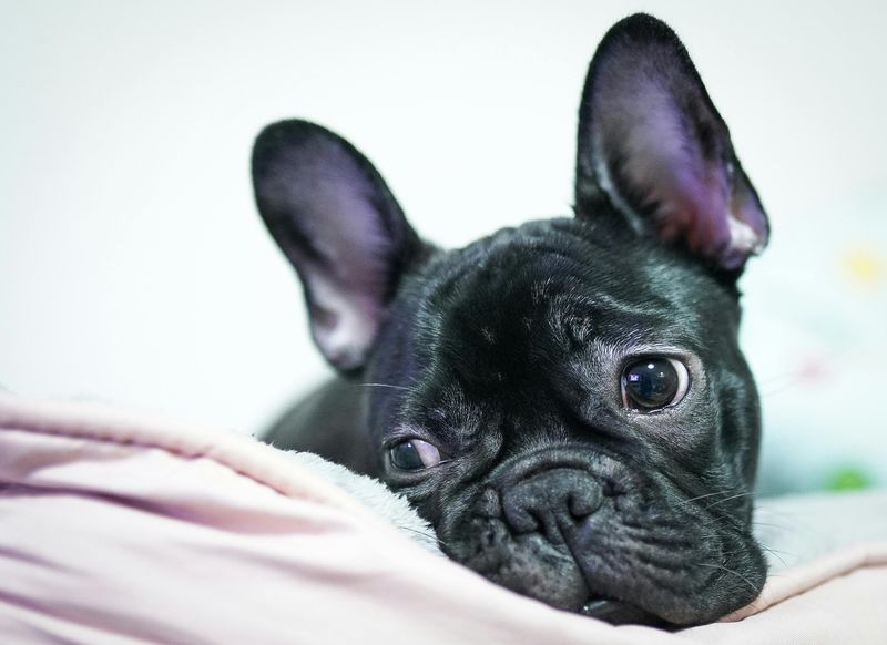 21 Affectionate Dog Breeds That Find Happiness in Simply Being Close 4 French Bulldog