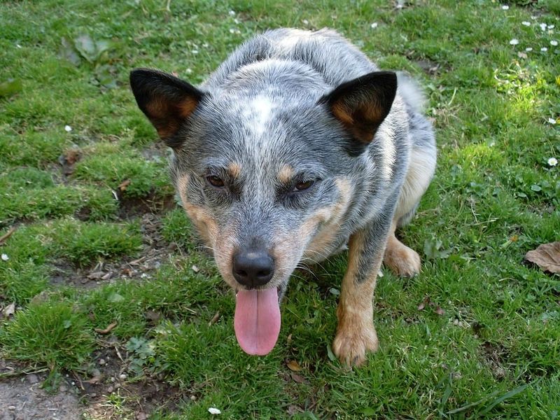 Australian Cattle Dog