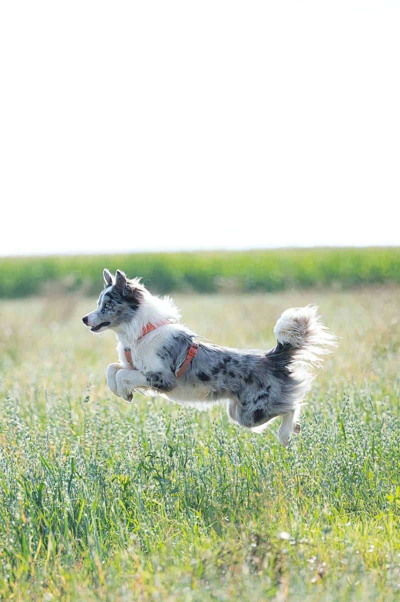 11 High-Energy Dog Types That Will Destroy Your House Without Proper Exercise 2 Border Collie