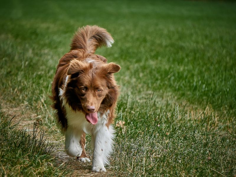 27 Dog Breeds That Show Loyalty Through Affection and Daily Companionship 9 Australian Shepherd
