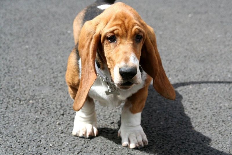 10 calm dog breeds owners love because they don’t turn life into a fitness challenge 5 Basset Hound