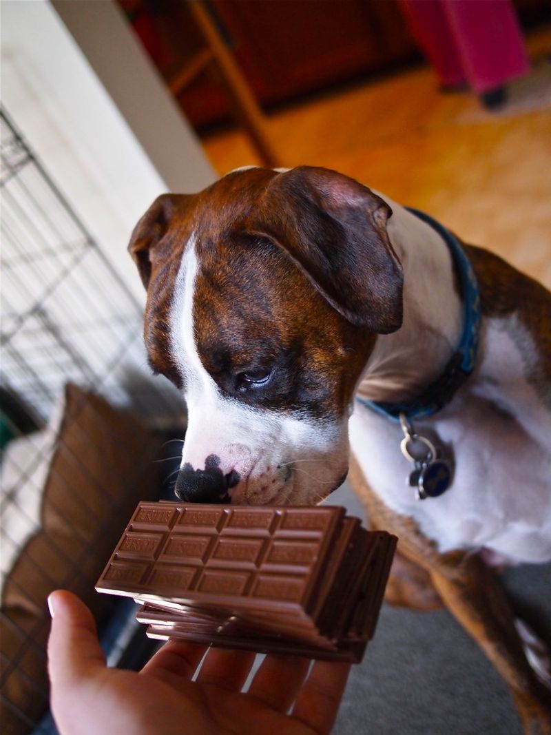 12 dogs that love food so much owners have to stay alert 10 Boxer