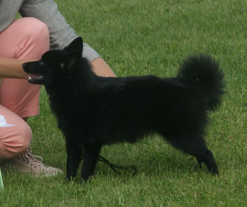Schipperke