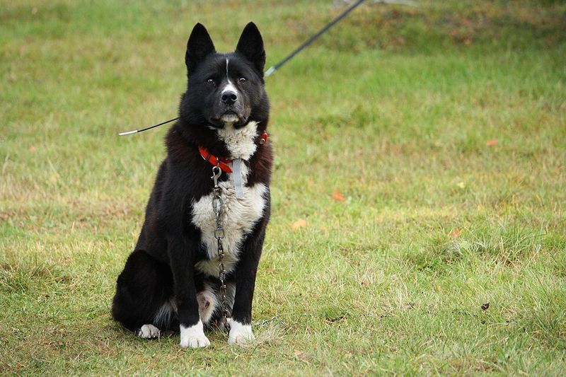 15 dog breeds that can stay independent without losing their connection to people 8 Karelian Bear Dog