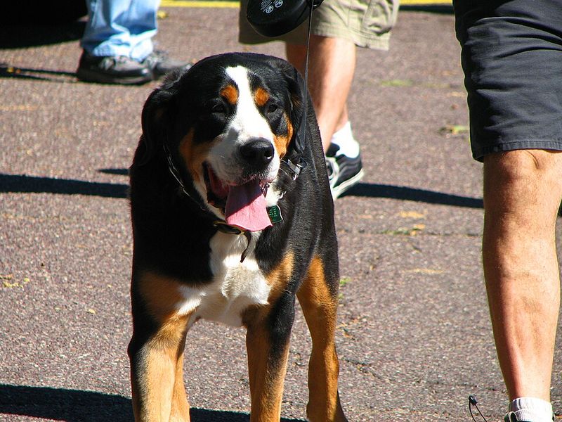 10 huge dogs that can become gentle family companions - when training, socialization and individual temperament line up 10 Greater Swiss Mountain Dog