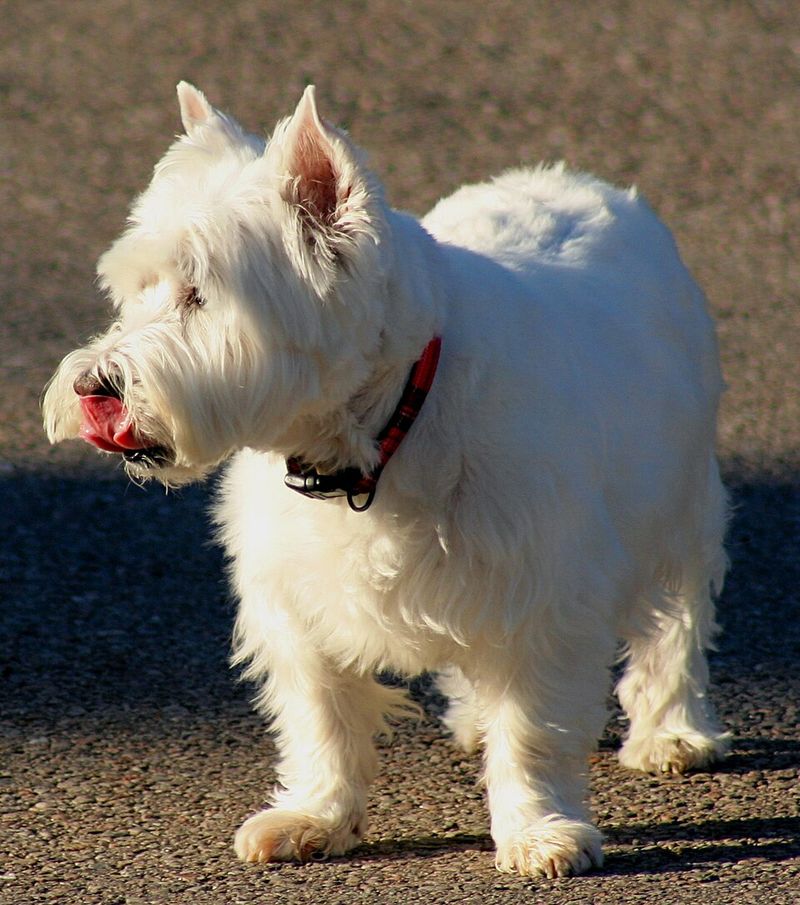 Think a small dog can't take guarding seriously? These breeds never got that message 9 West Highland White Terrier