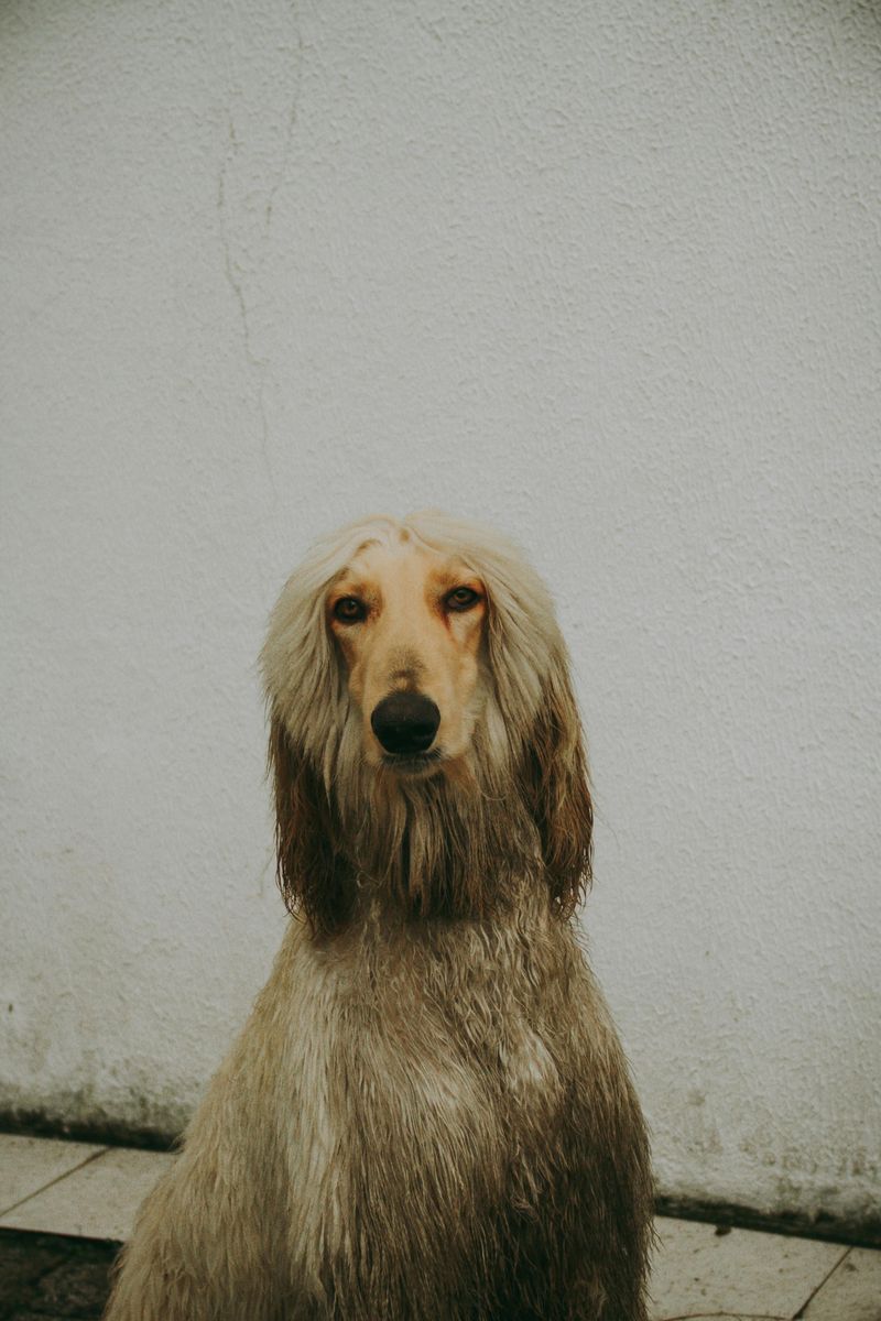 13 dramatic-looking dog breeds that make stormy weather look natural 2 Afghan Hound