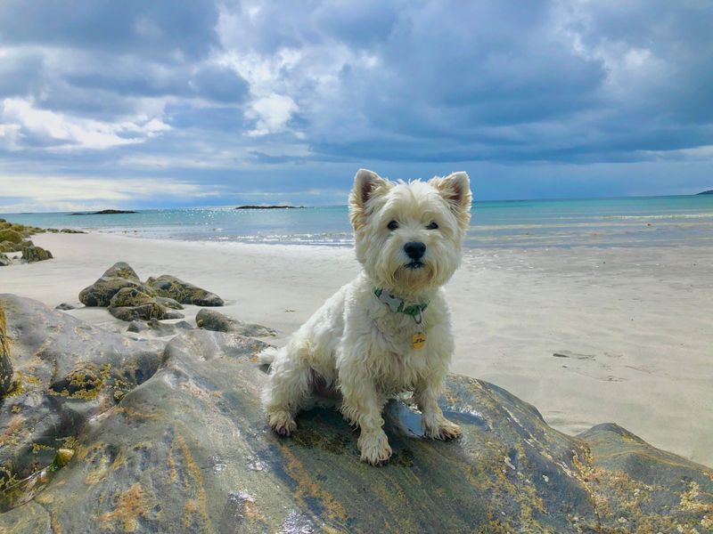 West Highland White Terrier: Cheerful and Chatty