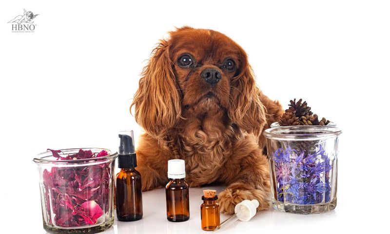 10 Everyday Grooming Mistakes That Slowly Ruin Your Dog’s Coat 11 Overusing Grooming Products