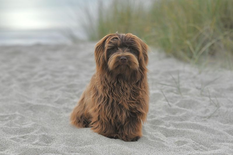 14 dogs that choose their person fast and never emotionally let go 12 Havanese