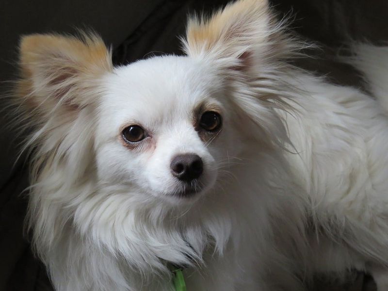 26 Dog Breeds Famous for Their Pure White Coats 20 Chihuahua