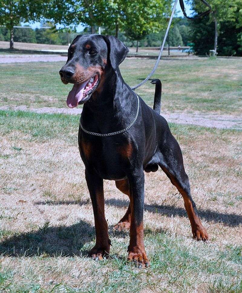 Some dogs warm up to strangers slowly, and these 11 breeds are worth the wait - plus 2 that never stop greeting 11 Doberman Pinscher