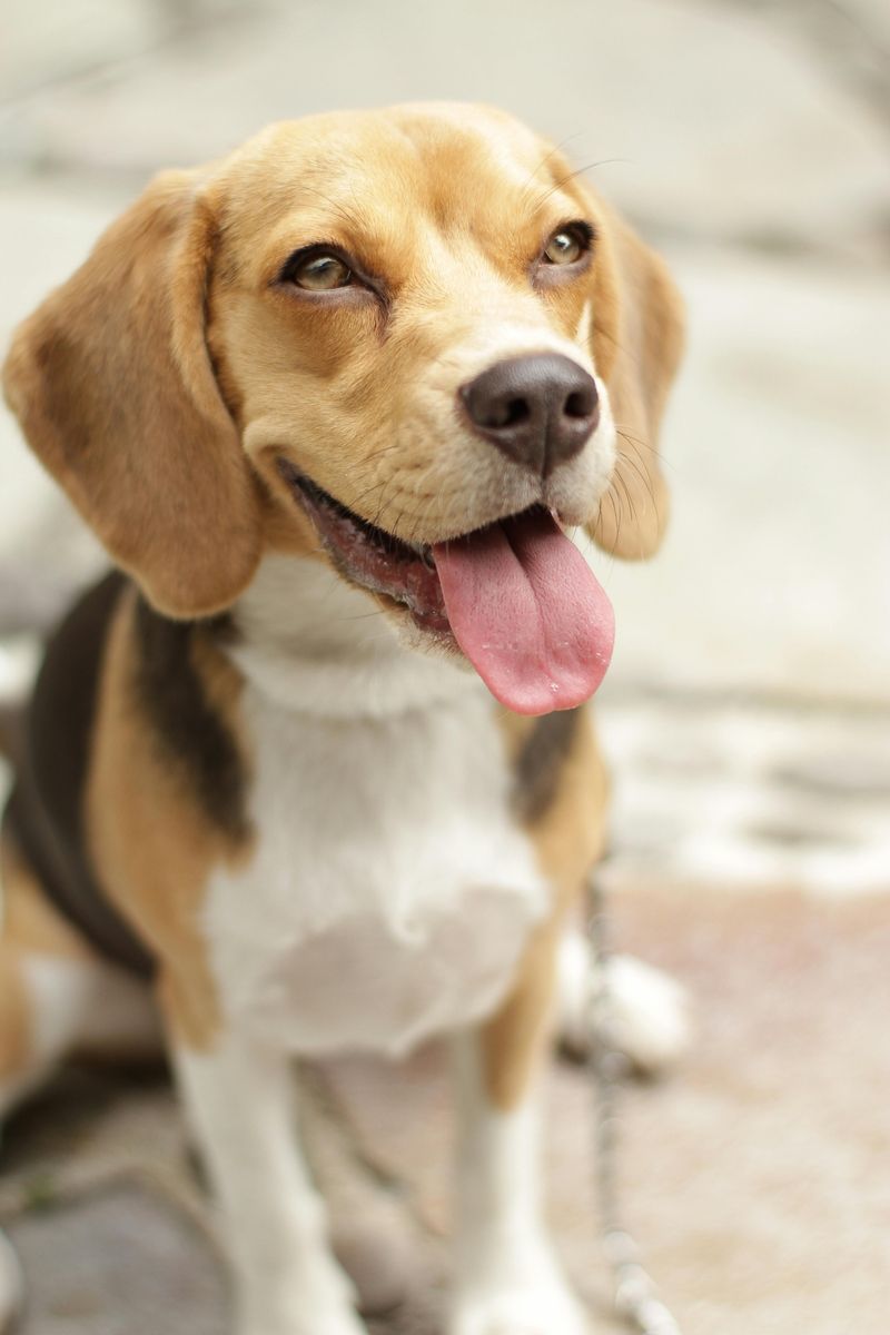 Beagle