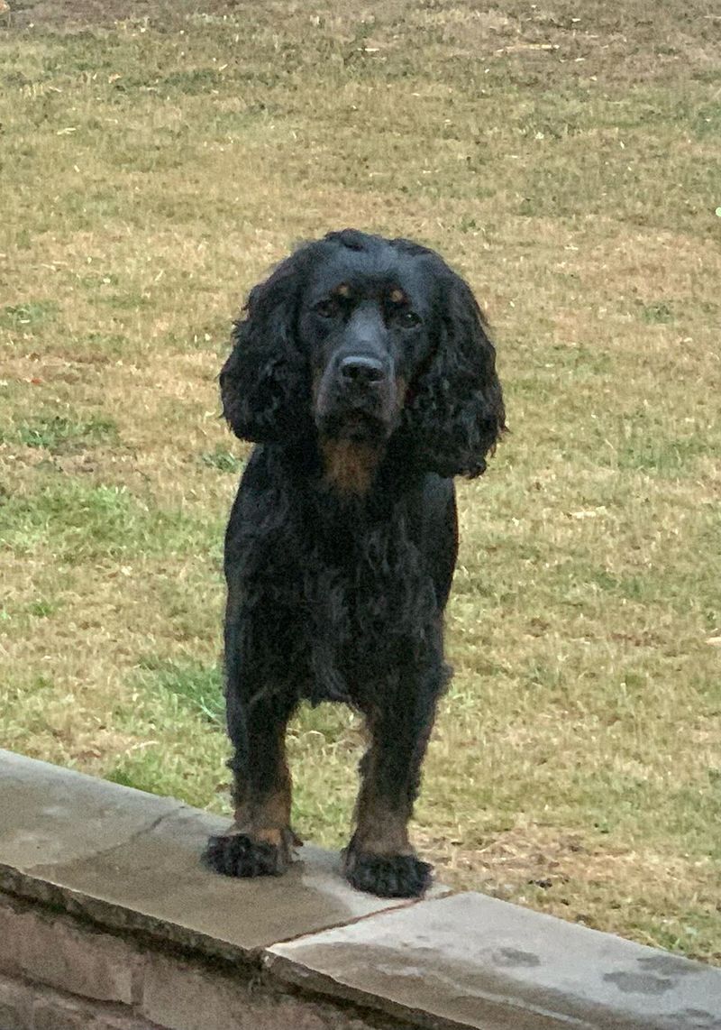 Cocker Spaniel