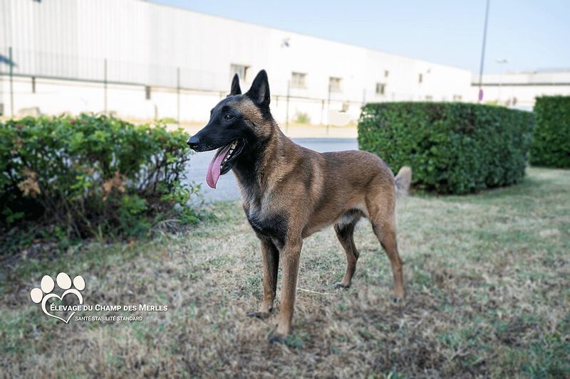 Belgian Malinois