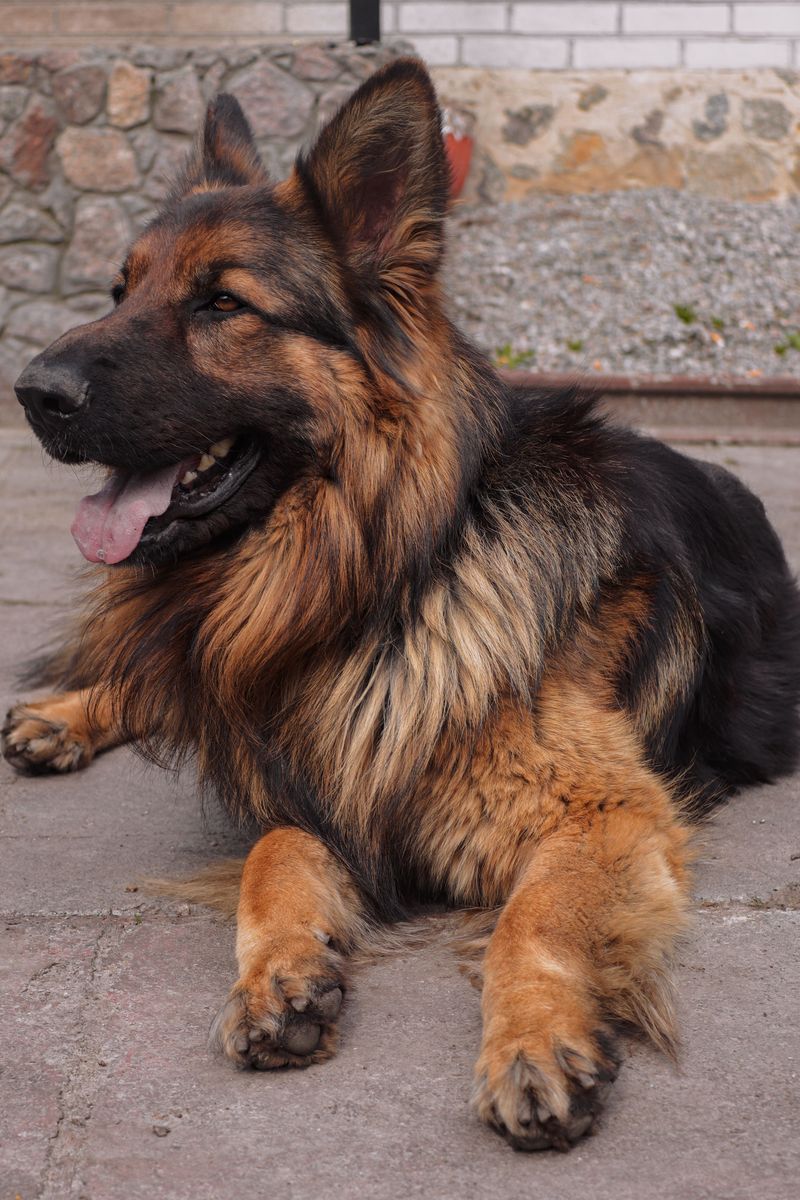 The loyalty everyone wants can have another side - These dog breeds may find separation particularly challenging 3 German Shepherd