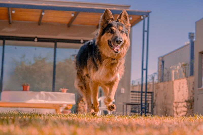 German Shepherd: Working Partner for Life