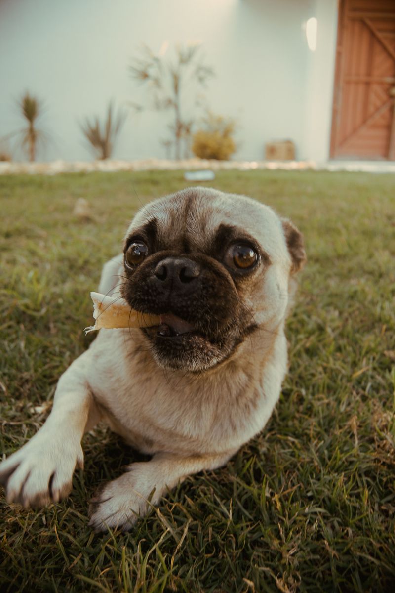 Looking for a champion nap partner? These dog breeds have impressive credentials 6 Pug