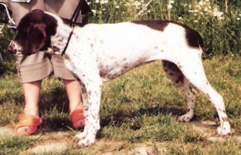 Old Danish Pointer