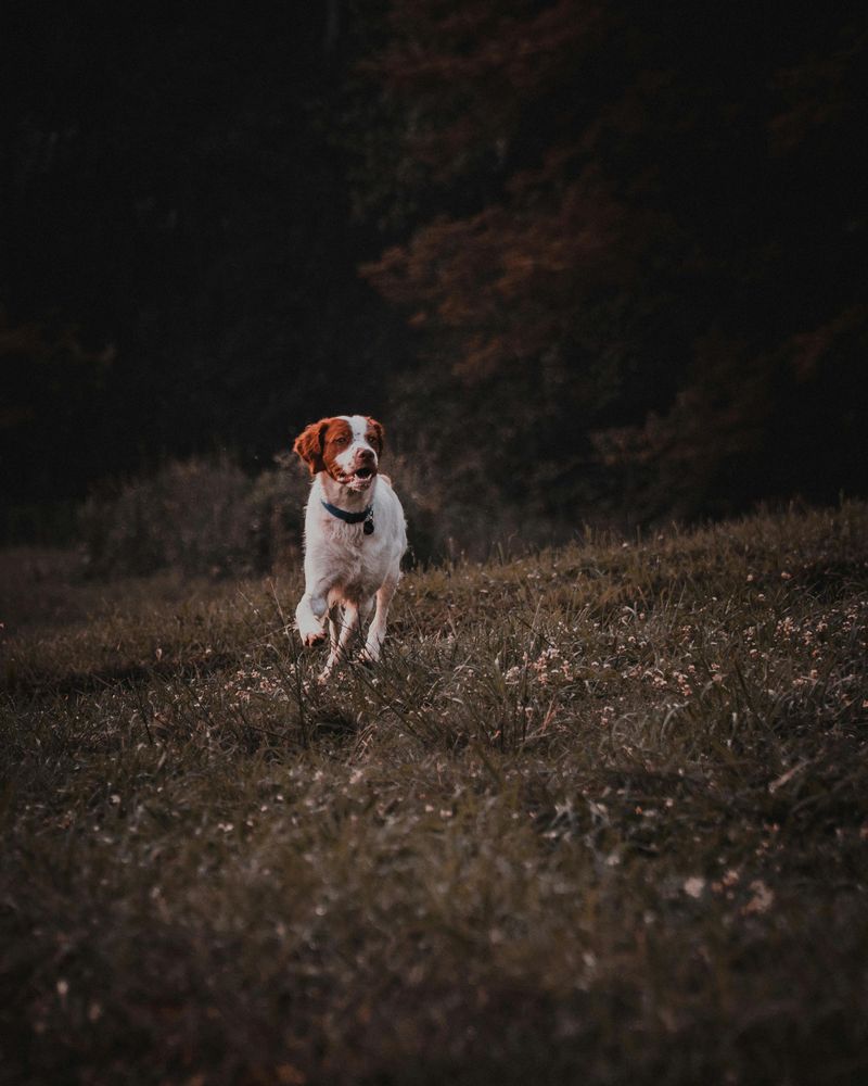 Brittany Spaniel