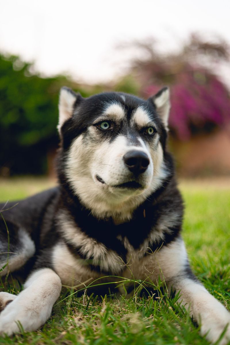 These 13 dogs are often rehomed for one reason: owners underestimated what they require 4 Siberian Husky