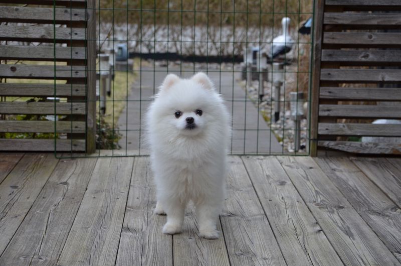11 dog breeds that can react when the familiar house suddenly looks unfamiliar - plus 3 that treat it like a new adventure 11 Pomeranian - fluffy commentator