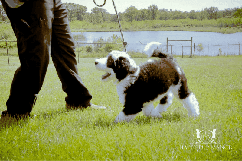 10. Provide Ample Exercise