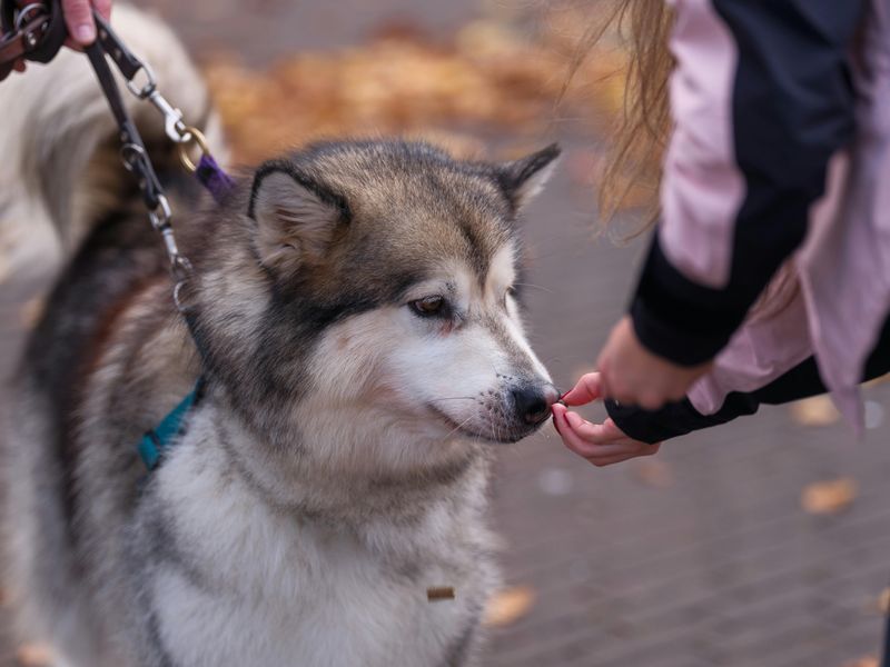 Alaskan Malamute