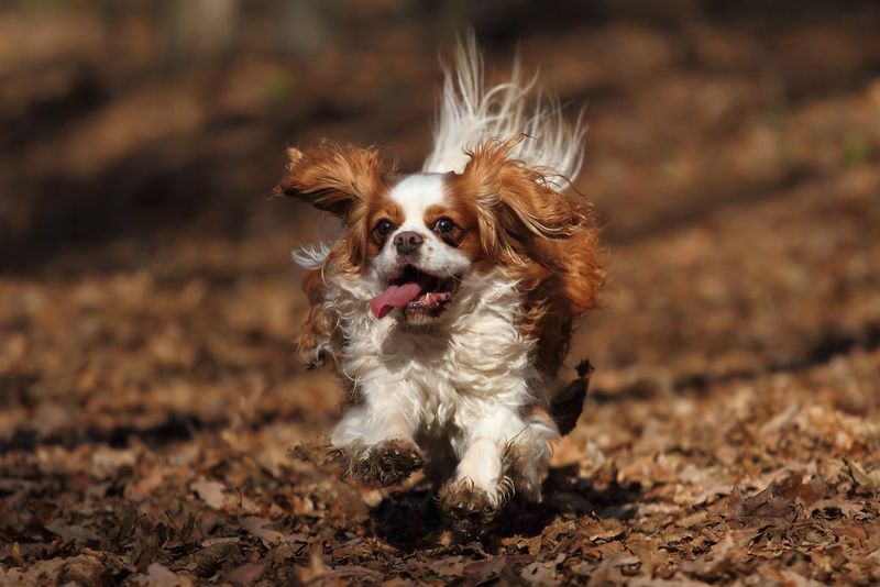 These 14 dogs offer the kind of comfort people never forget 5 Cavalier King Charles Spaniel
