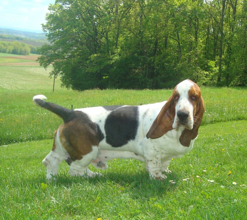 Something moved in the grass - and these 12 dog breeds have already launched the investigation 10 Basset Hound