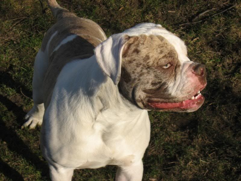 Alapaha Blue Blood Bulldog