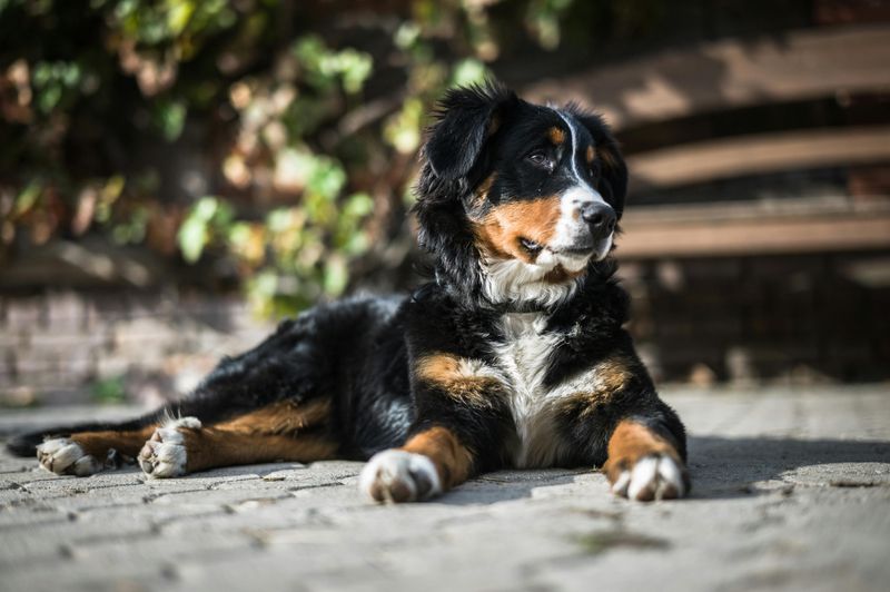 11 Friendly Dog Breeds That Thrive on Socializing and Meeting New People 12 Bernese Mountain Dog