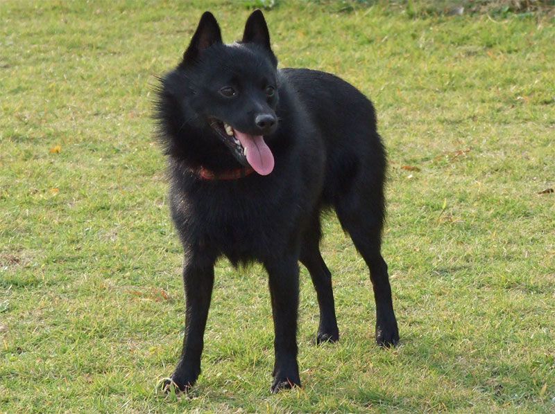 Schipperke, the Little Captain