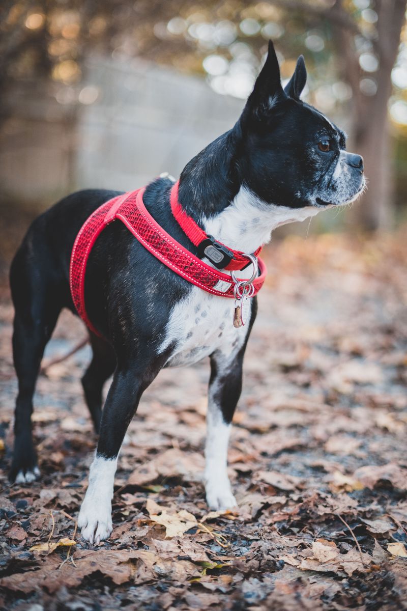 Dog ownership doesn't always have to feel like another full-time job – These 11 breeds show why 4 Boston Terrier