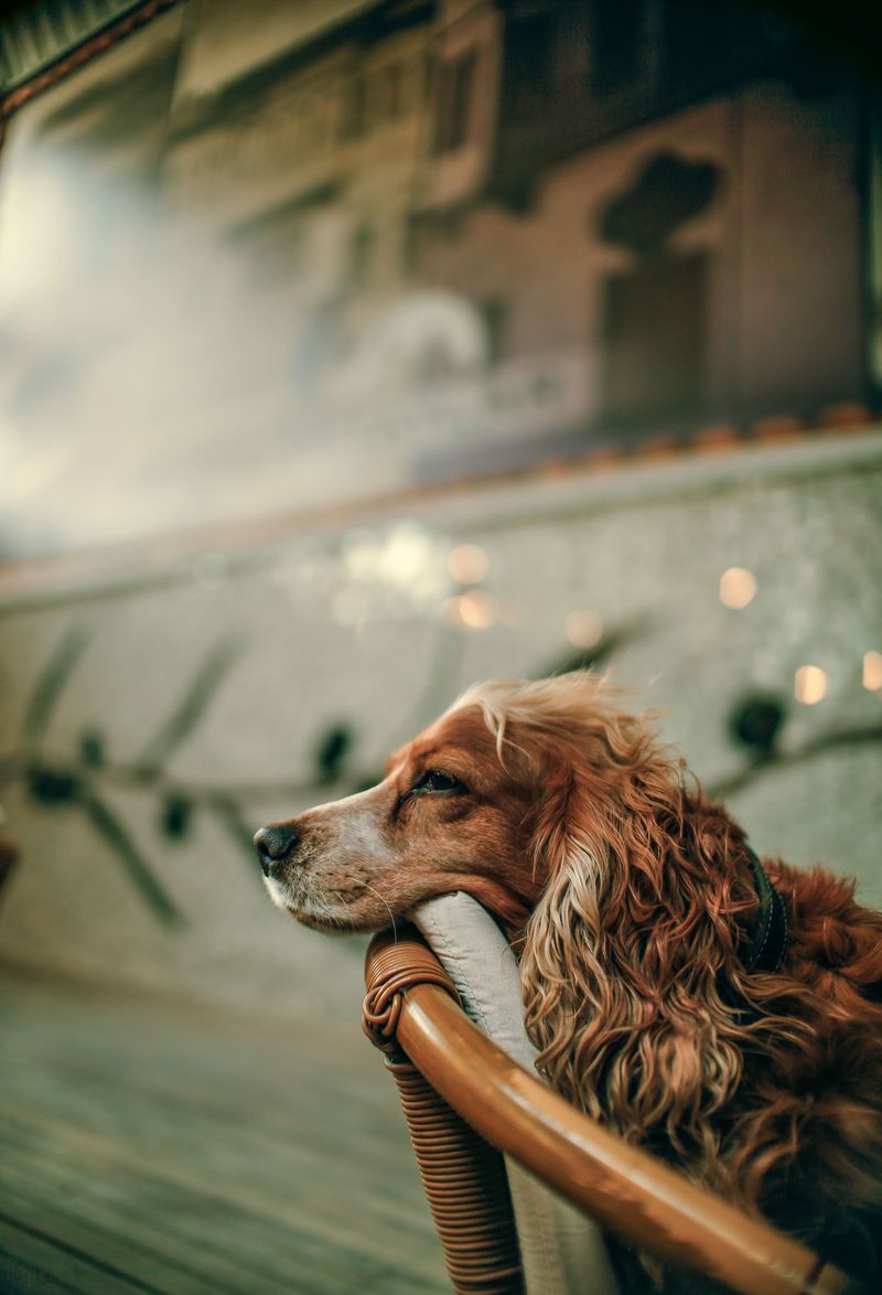 Cocker Spaniel