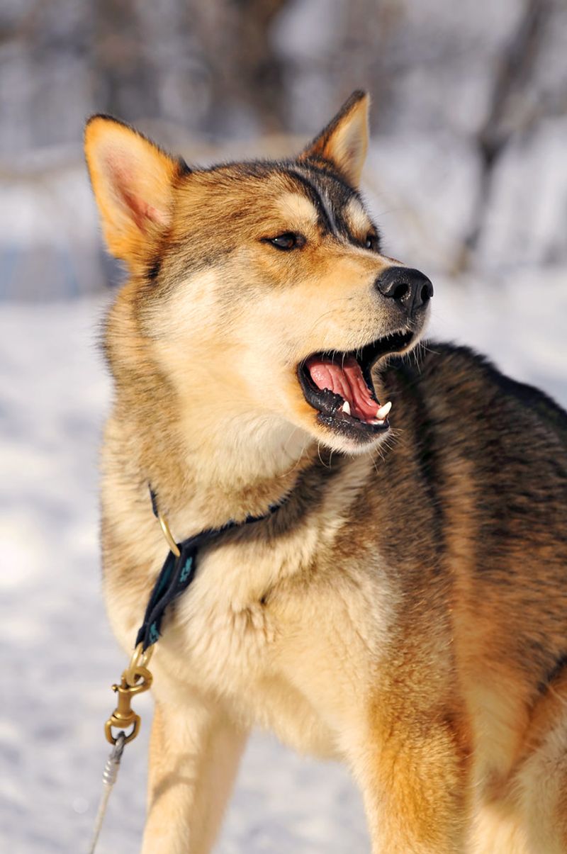 Siberian Husky - the adventurous thinker