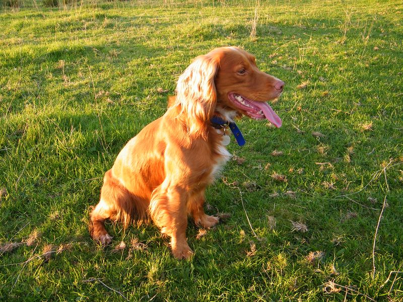 Cocker Spaniel