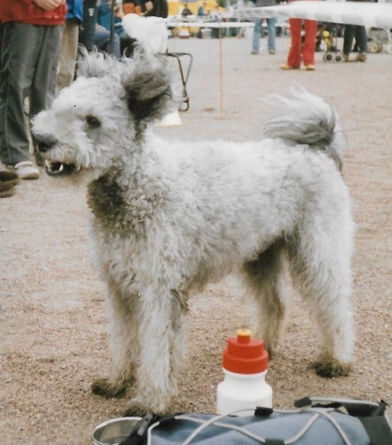 Pumi