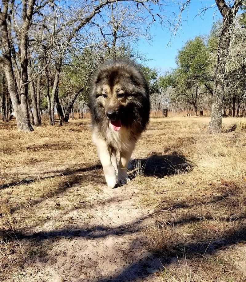 Caucasian Shepherd