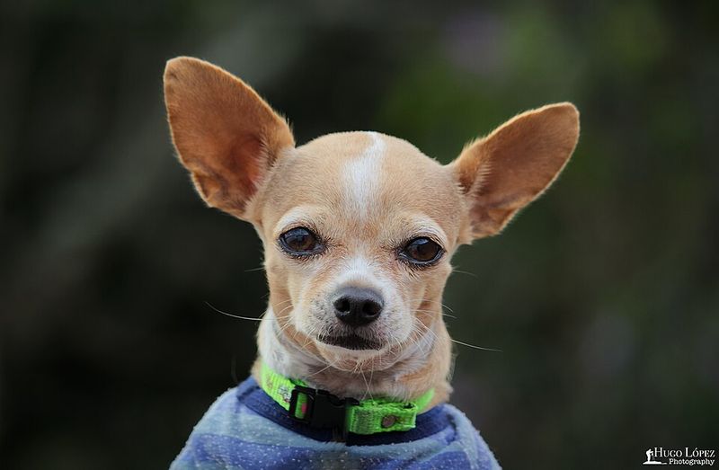 13 dog breeds that pick one favorite human and stick to them like glue 5 Chihuahua
