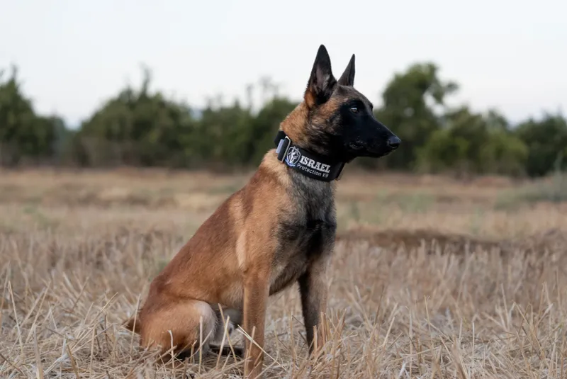 Belgian Malinois