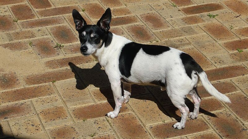 Rat Terrier (Toy size)